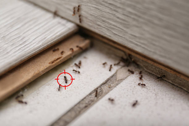 Best Best Pest Control Companies  in Wellsville, UT