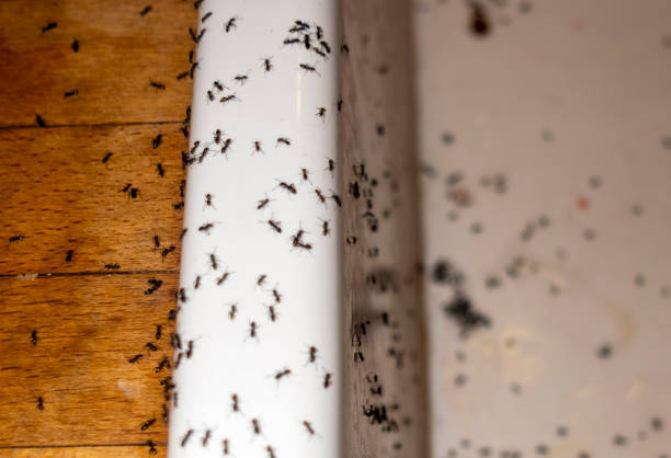 Best Spider Control Near Me  in Wellsville, UT