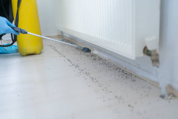 Best Wasp Removal Services  in Wellsville, UT