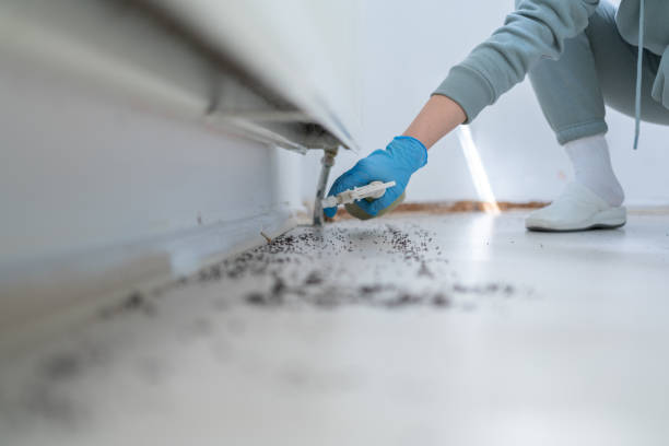 Best Termite Control Services  in Wellsville, UT